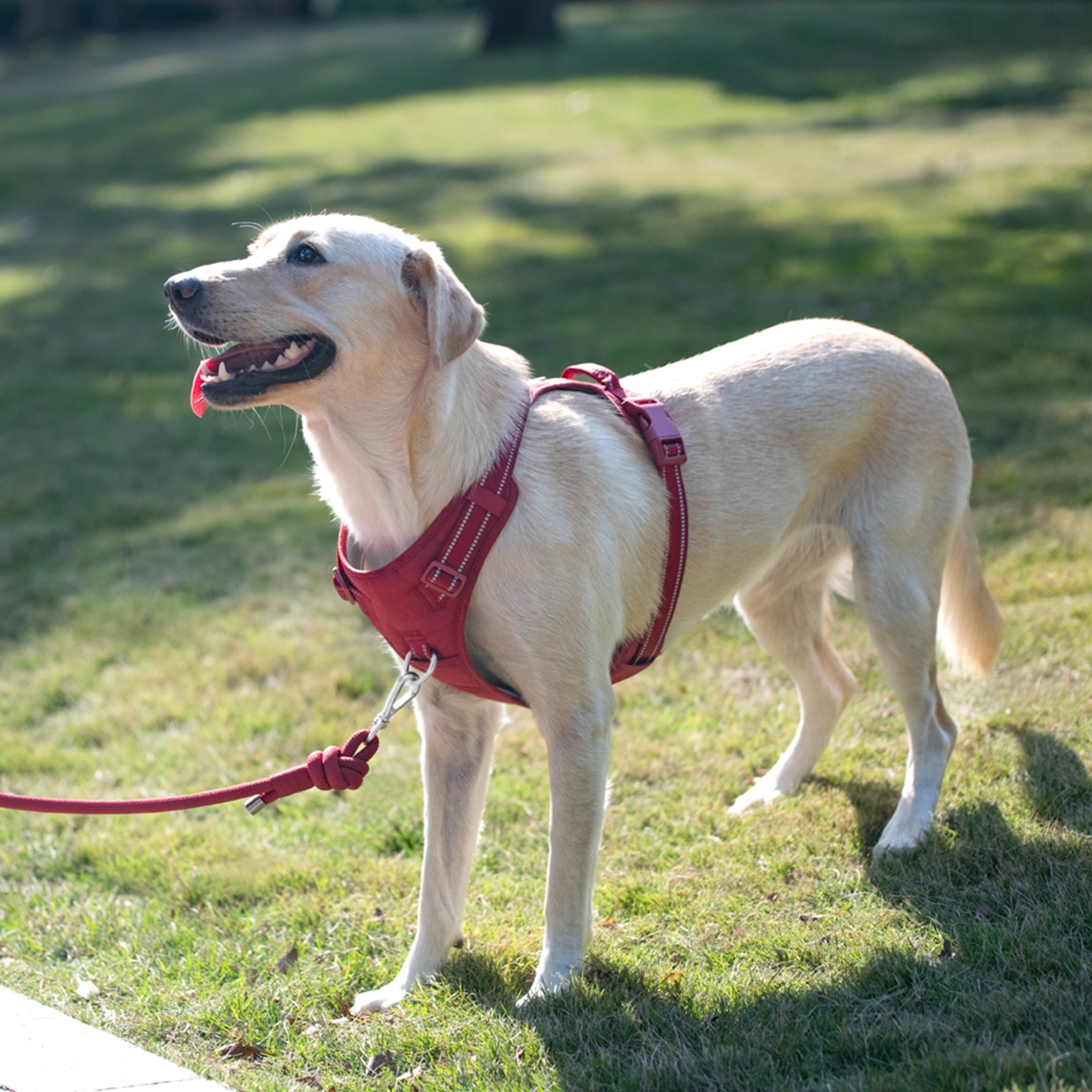 Dog Harness
