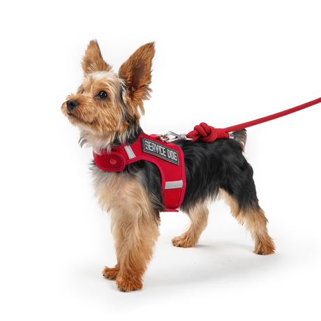 Sunraymascota Hot Convenient Breathable Small Dog Pet Harness and Leash Set Puppy Cat Vest Harness Collar for Chihuahua Pug Bulldog Cat