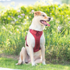 Sunraymascota New Dog Harness 2024 Manufacturers UK Designer Dog Harness and Leash Set Wholesale Personalised Harness for Dog