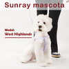 Sunraymascota New 2025 Manufacturer Cat Harness Wholesale Custom Waterproof Pvc Dog Harness Collar Leash Set Pet Dog Harness
